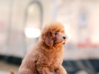 TOY POODLE BEBEK KÖPEKLERİMİZ