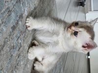 Scottish Fold (erkek) 29.04.2024 Doğumlu