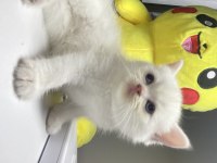 British Shorthair Dişi Yavru