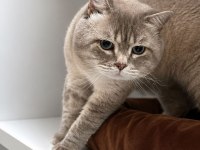 YUMOŞ BİR ERKEK KEDİDİR