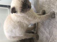 Sahiplendirme scottish fold