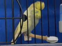 ÜST VASIF GRİ SARI YÜZ SP ŞHOW JUMBO ERKEK KUŞUMUZ