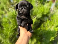 PUG KALİTE TESADÜF DEĞİLDİR