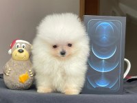 Safkan ayı suratlı pomeranian boo köpekler