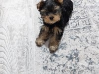 Yorkshire terrier yavruları