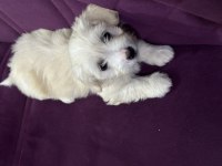 55 GÜNLÜK DİŞİ MALTİPOO