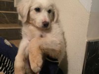 Golden retriever ankara çok acil yuva