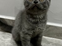 Saf Kan British Shorthair