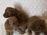 Anne altından toy poodle bebeklerimiz