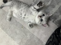 British shorthair kedim