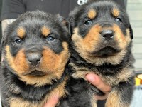 Rottweiler Bebeklerimiz