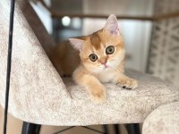 Golden Ny11 Erkek Kedimiz Yavru Teslime Hazır
