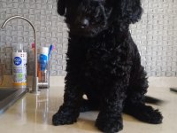2,5 Aylık Erkek Poodle