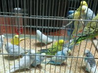 Yeni Yeme İnmiş Bebek Alıştırmalık Konuşturmalık Kuşlar