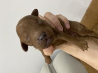 Anne altından özelToypoodle  yavrularımız 