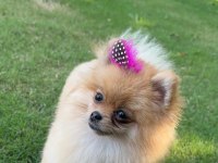 Pomeranian boo