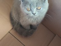 2 aylık çok uysal british shorthair