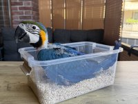 YASAL BELGELİ BEBEK YAVRU SARILACİVERT MACAW PAPAĞANI