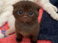Çikolata Renkli Scottish Fold Yavrumuz Yuvasını Arıyor