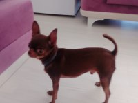 Sahiplendirme chihuahua