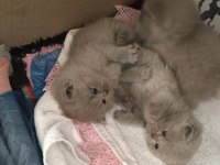 Safkan British Shorthair Babalık Hakkı Erkek Yavrumuz