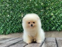 Pomeranian boo teddy face dişi erkek yavrularımız