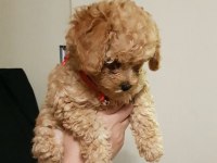 Yavru toy poodle