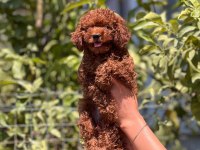 Üst Düzey Toy Poodle Bebekler