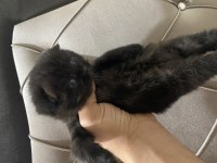 2 Aylık Scottish Fold Yavrularımız