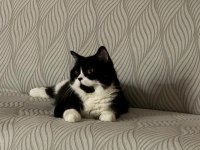 Ücretsiz bitter british shorthair kardeşler
