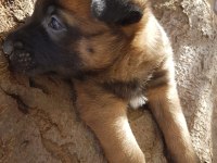 Belçika malinois YAVRULARIMIZ IRK GARANTİLİDİR