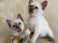 ORİJİNAL SİYAM KEDİSİ YAVRULARIMIZ