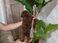 Maltipoo Dişi