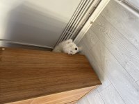 Evcil maltese terrier