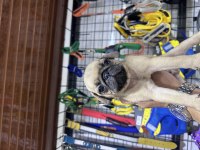 Buruşuk surat pug köpeğimiz Rıfkı