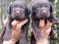 Labrador Yavru Köpeklerim