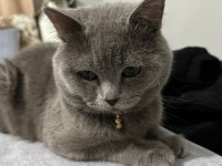 Kedimiz acil sahiplendirilmesi lazım yavrusunu boğuyor