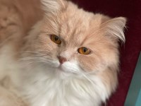 3 yaşında chinchilla dişimizi eş arıyoruz