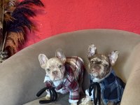 Mükemmel anatomi ve renkler french bulldog