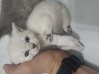 2 Mayıs doğumlu yavru kediler