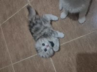 Kedilerimiz çok çok uyguna gidiyorlar