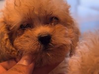Toy Poodle Dişi