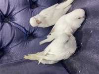 BEYAZ JUMBO VE RENK MUHABBET KUŞU YAVRULAR