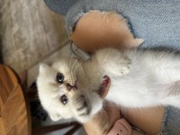 Sevimli iki kız kardeş kedimiz