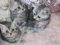 British shorthair 55 günlük
