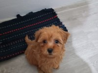 İşe gidip bakamadığım için acil maltipoo