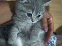 Yavrularımıza yuva arıyoruz scottish fold