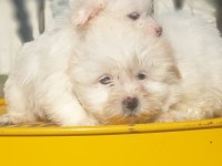 Kar beyaz terrier yavrular