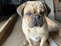 1,5 yaşında pug erkek