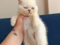 Kaliteli british shorthair kediler